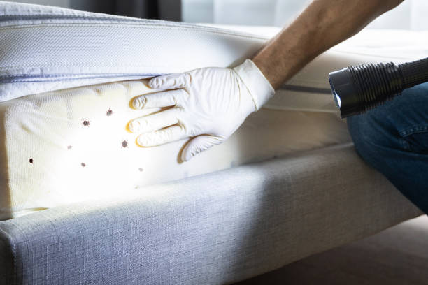 Best Wasp Removal Services  in Cross Plains, WI